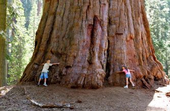 Kaliforniában pénzbírsággal, vagy akár börtönnel is sújthatják a világ legmagasabb fáját látogatókat