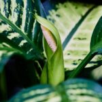 dieffenbachia