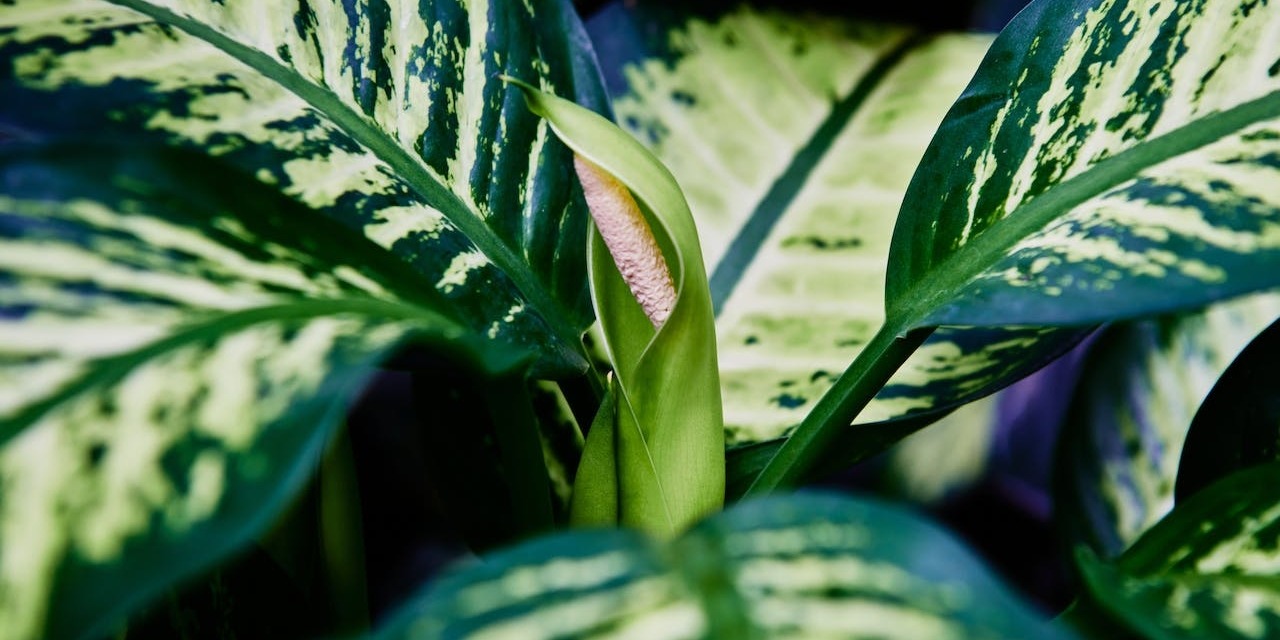 dieffenbachia