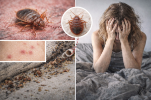 Az ágyi poloska irtás